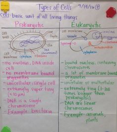 two posters with different types of cells and their names on them, one is labeled