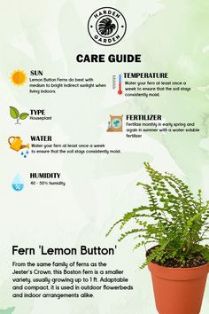 a poster with instructions on how to care for a houseplant in the garden