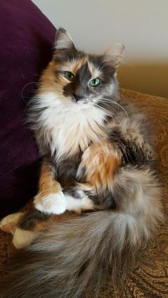 a fluffy cat sitting on top of a couch next to a purple pillow with green eyes