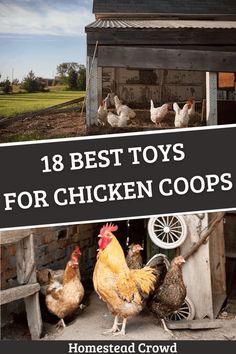 Dive into our guide for the best toys for chicken coops, featuring 18 homemade and store-bought options to boost your flock's health and happiness. Chicken Coops Homemade, Backyard Birds Sanctuary, Chicken Coop Garden, Chicken Coup, Chicken Toys, Best Chicken Coop