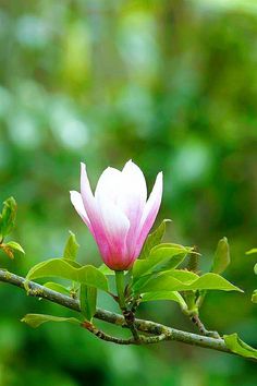 a pink flower on a tree branch with green leaves in the backgrounge