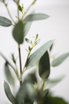 a close up view of some green leaves