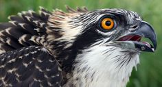 a close up of a bird with an open beak and yellow eyes on it's face