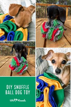 three pictures of a dog with clothes on it's back and the words diy sniffle ball dog toy