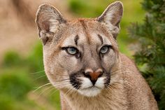 a close up of a puma looking at the camera