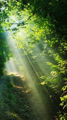 sunlight shining through the trees onto a dirt path