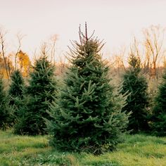 a row of trees in the middle of a field