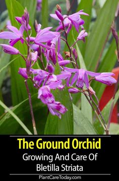 the ground orchid growing and care of blettia striata plant care today