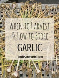 garlic growing in a crate with the words when to harvest and how to store garlic