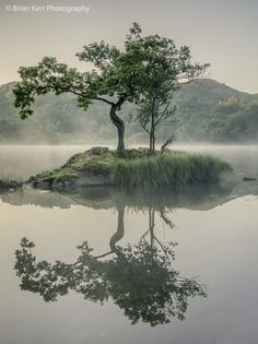 a lone tree on an island in the middle of a lake