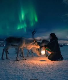 a person sitting in the snow next to two reindeers and a lantern with an aurora light behind them