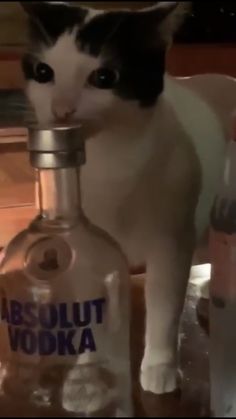 a black and white cat standing next to a bottle of absolut vodka on a counter