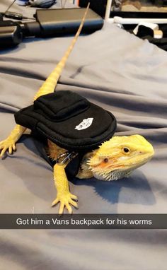 an animal that is wearing a hat on it's head and has the caption got him a vans backpack for his worms