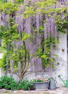 purple wisters growing on the side of a white building with potted plants next to it