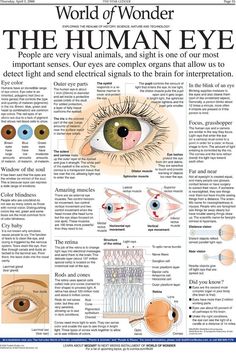 the human eye is shown in this article