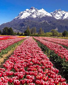 red tulips are blooming in front of the snow - capped mountain range