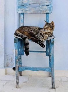 a cat laying on top of a blue chair in front of a wall and floor