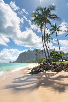 palm trees on the beach with clear blue water