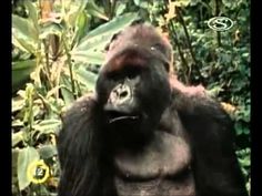 an image of a gorilla in the jungle