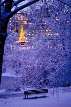 a snowy park with a bench in the foreground and a lit christmas tree in the background