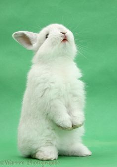 a small white rabbit sitting on its hind legs