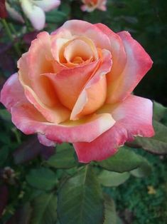 a pink rose is blooming in the garden