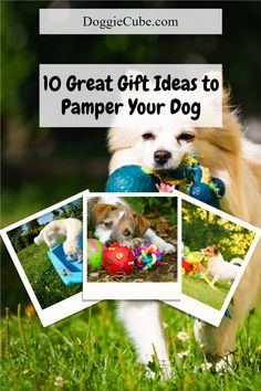 a collage of photos with the words 10 great gift ideas to pamper your dog