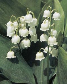 white flowers are blooming on the green leaves