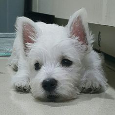 a small white dog laying on the floor