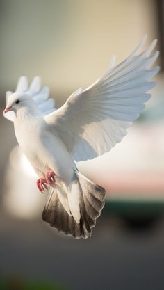 a white bird is flying in the air