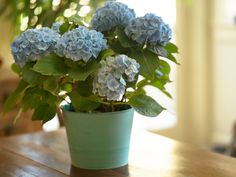 a potted plant with blue flowers sitting on a table in front of a window