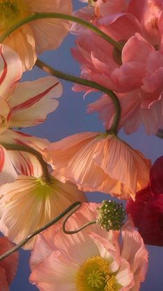 pink and white flowers against a blue sky with the word love written below it in red