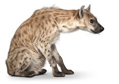 a spotted hyena is sitting down and looking at the camera, on a white background