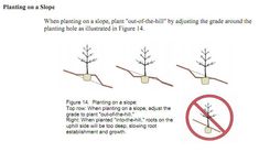 there are four different stages of plant growth in the same area, and one is not allowed