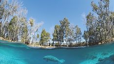 an underwater view of a forest with trees in the foreground and blue sky above