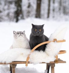 two cats sitting on top of a sled in the snow with one cat staring at the camera