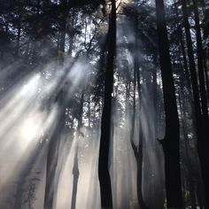 sunbeams shining through the trees in a forest filled with tall, thin trees