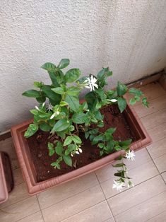 there is a potted plant with white flowers in it on the floor next to a wall