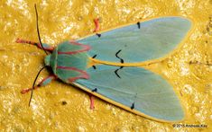 a blue and yellow moth sitting on top of a yellow surface