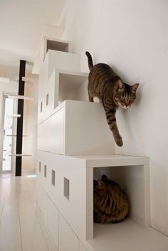 a cat climbing up the side of a white wall next to another cat on top of a shelf