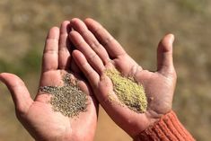 Native grain milling enterprise on Sunshine Coast hopes to empower First Nations people - ABC News Abc News