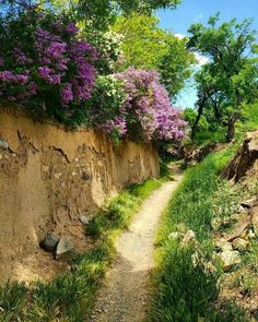 a dirt path with purple flowers growing on it