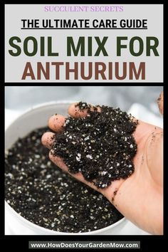 the ultimate guide to soil mix for anthrum and how to use it in your garden