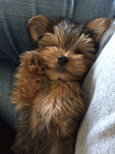 a small brown dog laying on top of a couch