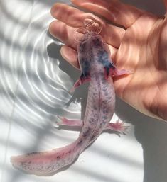 a small lizard is being held by someone's hand in the water with it's tail sticking out