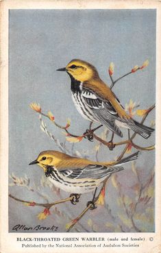 two birds sitting on top of a tree branch