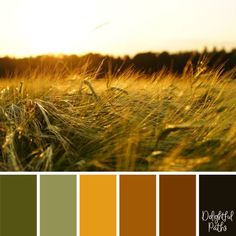 a field with grass and the sun shining through it in color swatches from left to right