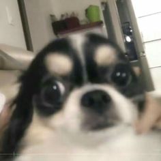 a small black and white dog sitting on top of a couch