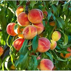 peaches are growing on the branches of trees