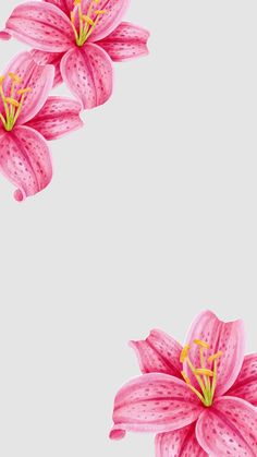 three pink lilies on a light gray background